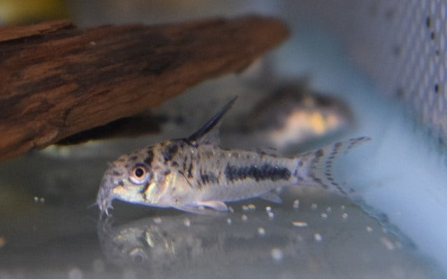 Sipaliwini-Panzerwels – Corydoras sipaliwini | Seltener Zierfisch mit kontrastreicher Punktzeichnung & friedlichem Wesen