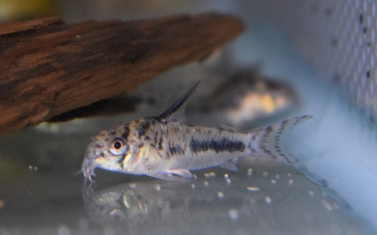 Sipaliwini-Panzerwels – Corydoras sipaliwini | Seltener Zierfisch mit kontrastreicher Punktzeichnung & friedlichem Wesen