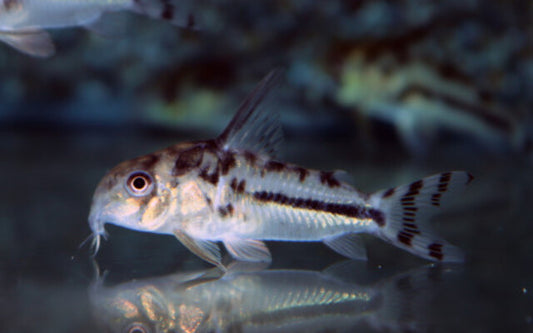 Boesemani-Panzerwels – Corydoras boesemani | Seltener Zierfisch mit goldglänzendem Schimmer & ruhigem Schwarmverhalten