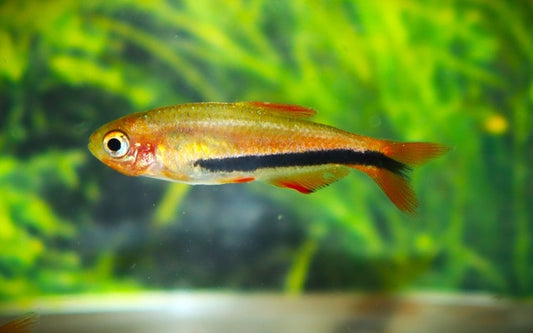 Black Arrow Königssalmler Wildfang – Inpaichthys sp. Black Arrow S 1–1,5 cm | Seltener Zwergsalmler