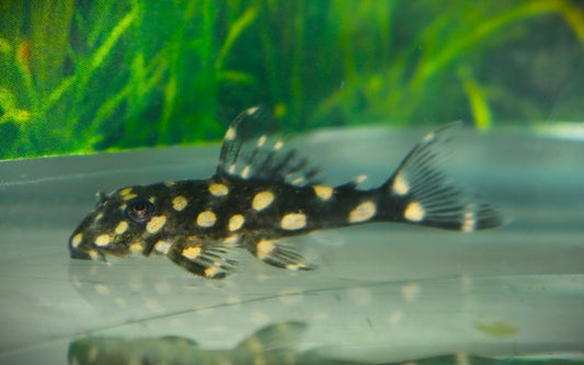 L471 Hypancistrus Pleco – Hypancistrus sp. | Winziger, seltener Wildfang & kontrastreicher L-Wels