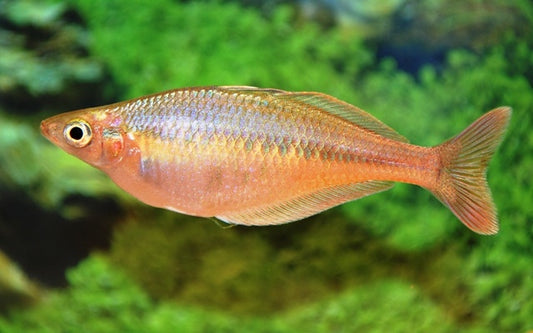 Blehers Regenbogenfisch – Chilatherina bleheri | Farbenprächtiger Schwarmfisch mit lebhaftem Verhalten & edlem Glanz