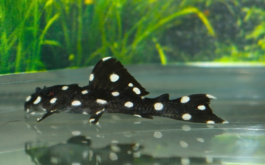 L241 Galaxias Pleco – Leporacanthicus cf. galaxias | Seltener L-Wels mit Sternenzeichnung