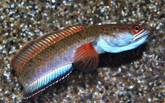 Channa sp. „Fire and Ice“