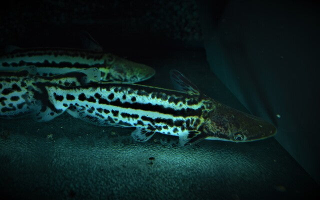 Delphinwels (Ageneiosus magoi)