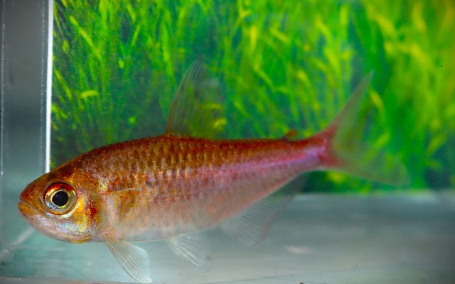 Moenkhausia bellasomniosa