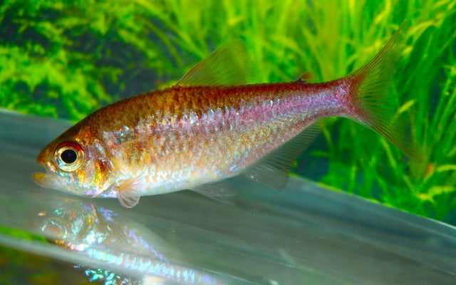 Moenkhausia bellasomniosa