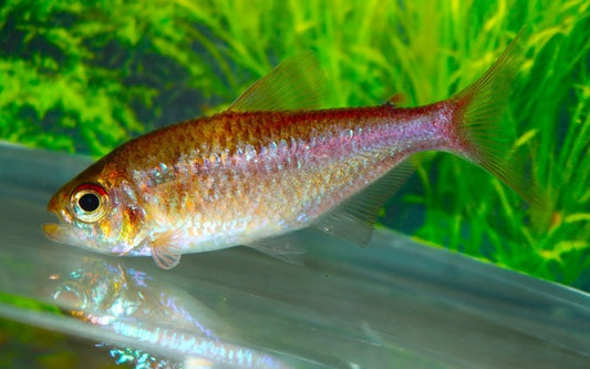 Moenkhausia bellasomniosa