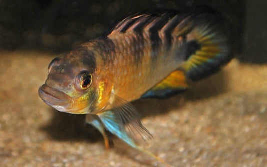 Zwergbuntbarsch Rositae – Apistogramma rositae | Seltener Wildfang & farbenprächtige Rarität