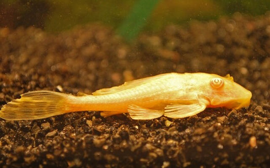 Waben-Schilderwels Albino – Pterygoplichthys gibbiceps | Goldene Zuchtform & effektiver Algenfresser