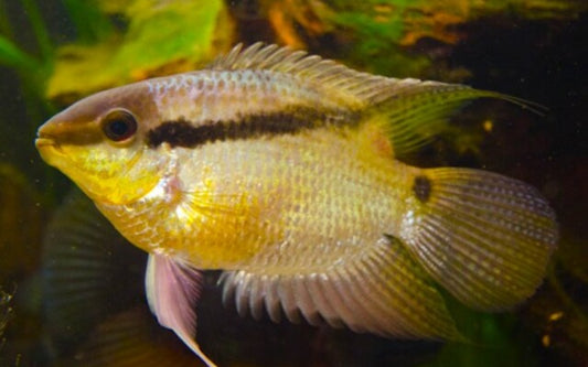 Mesonauta insignis – Flaggenbuntbarsch