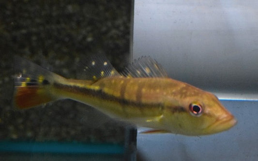 Cichla temensis – Temensis-Kammbarsch