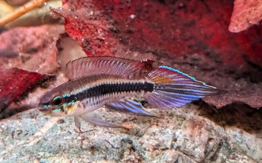 Torpedo dwarf cichlid (Taeniacara candidi)