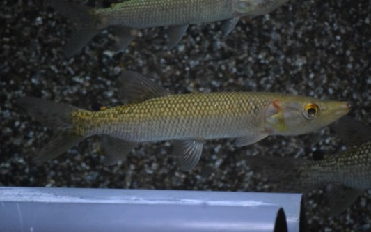 Afrikanischer Hechtsalmler (Hepsetus odoe)