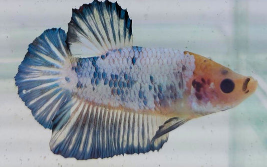 Kampffisch Plakat Pearl Blue – Betta sp. | Kurzflossige Zuchtform mit perlmuttblauem Glanz