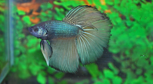 Kampffisch Super Delta – Betta sp. | Elegante Zuchtform mit weit ausladender Flossenpracht