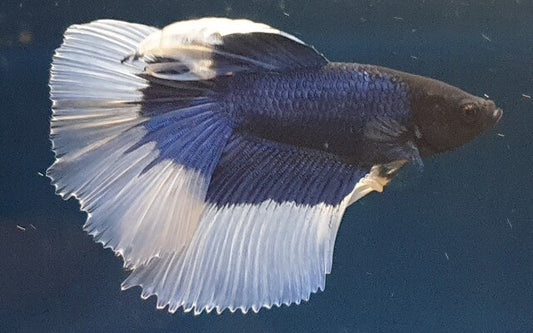 Kampffisch Halfmoon Butterfly – Betta sp. | Edle Zuchtform mit zweifarbigen Flossen und perfekter Symmetrie