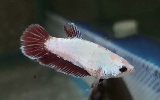 Kampffisch Super Delta Weibchen – Betta sp. | Elegante Zuchtform mit harmonischer Flossenform