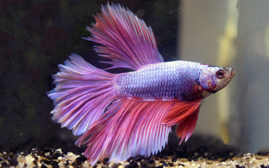 Kampffisch Halfmoon Lavendel – Betta sp. | Edle Zuchtform mit zart violettem Schimmer und majestätischer Flosse