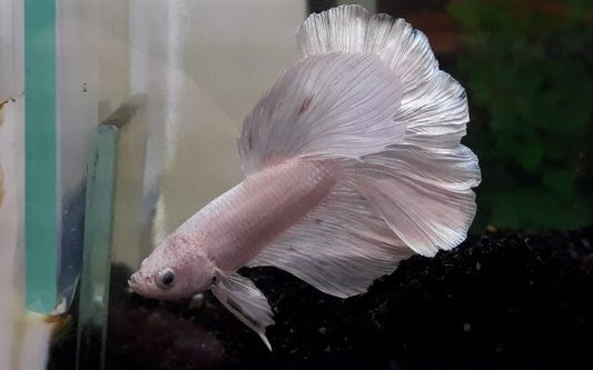Kampffisch Halfmoon Weiß – Betta sp. | Elegante Zuchtform mit reinweißer Flossenpracht und edlem Glanz