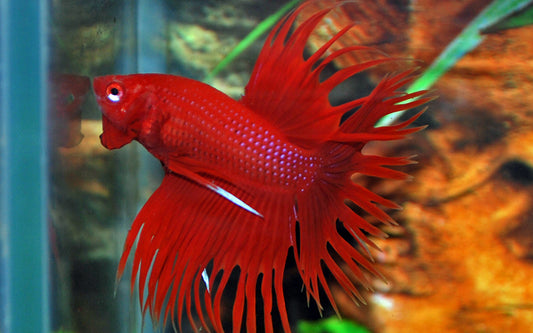 Kampffisch Crowntail – Betta sp. | Kräftige Zuchtform mit markant gezackten Flossen und intensivem Farbspiel