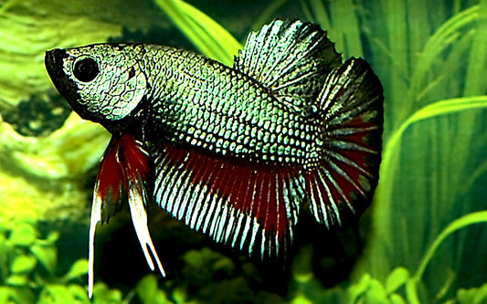 Kampffisch Plakat Dragon – Betta sp. | Edle Zuchtform mit schuppenartigem Glanzpanzer und intensiver Farbzeichnung