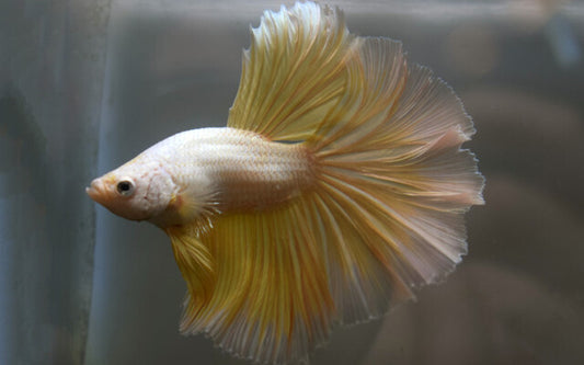 Kampffisch Halfmoon Gold – Betta sp. | Edle Zuchtform mit goldenem Glanz und prachtvoller Halbmondflosse