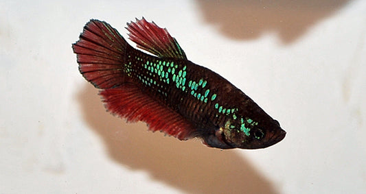 Kampffisch Halfmoon Weibchen – Betta sp. | Elegante Zuchtform mit sanften Farben und harmonischer Flossenform