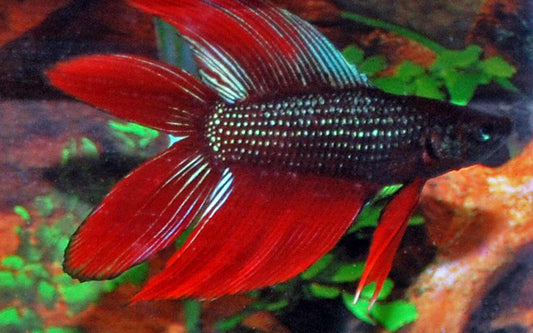 Kampffisch Doubletail – Betta sp. | Seltene Zuchtform mit doppelt geteiltem Schwanz und eindrucksvoller Flossenpracht