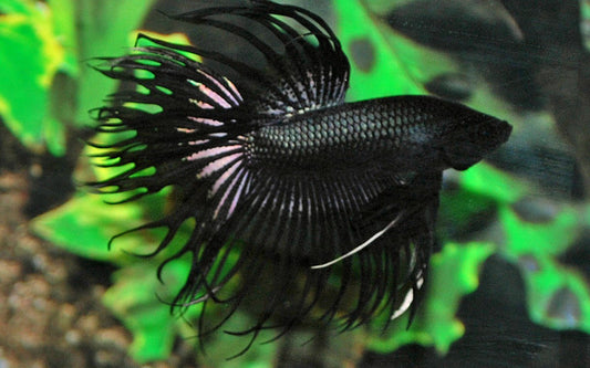 Kampffisch Crowntail Schwarz – Betta sp. | Edle Zuchtform mit tiefschwarzer Färbung und markant gezackten Kronenflossen