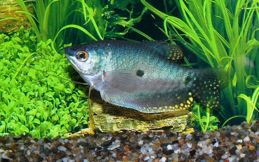 Gepunkteter Fadenfisch – Trichopodus trichopterus | Friedlicher, silbrig-blauer Labyrinthfisch mit markanter Punktzeichnung