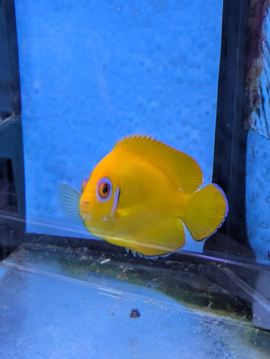 Centropyge flavissima - Zitronen-Zwergkaiserfisch