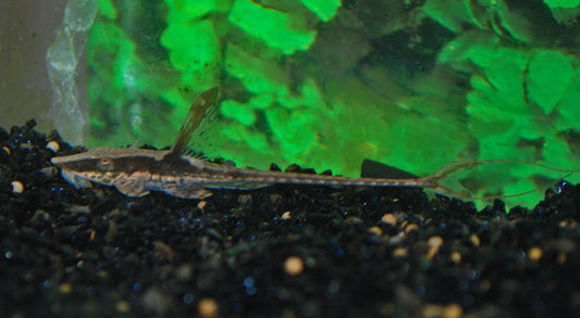 Goldbart-Störwels – Sturisomatichthys aureus | Eleganter Wildfang mit goldener Bartfärbung