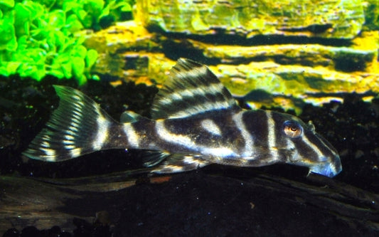 L129 Colombian Zebra Pleco – Hypancistrus debilittera | Seltener Wildfang & friedlicher L-Wels