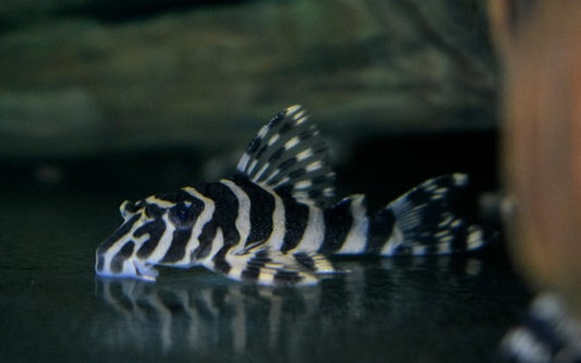 L134 Leopard Frog Pleco – Peckoltia compta | Seltener Wildfang mit Leopardenmuster