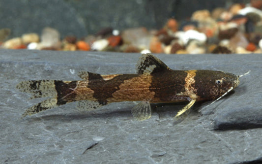 Hummelwels – Microglanis iheringi | Friedlicher Miniwels mit markanter Hummelzeichnung