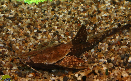 Zweifarbiger Bratpfannenwels – Bunocephalus coracoideus | Tarnkünstler & ruhiger Bodenbewohner