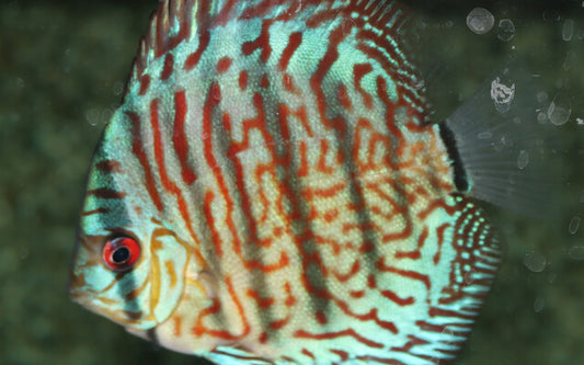 Diskus Rot Türkis – Symphysodon aequifasciatus ‘Red Turquoise’ | Farbintensiver Südamerika-Diskus