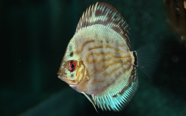 Diskus Brilliant Türkis – Symphysodon aequifasciatus ‘Brilliant Turquoise’ | Farbenprächtiger Diskus