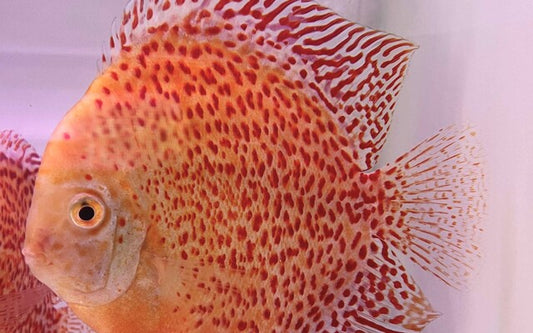 Diskus Snow Leopard – Symphysodon aequifasciatus ‘Snow Leopard’