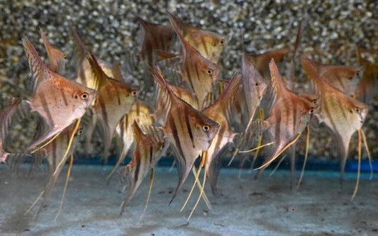 Pterophyllum scalare Santa Isabel