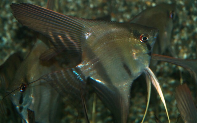 Skalar Brazil – Pterophyllum scalare | Klassischer Amazonas-Skalar aus Brasilien