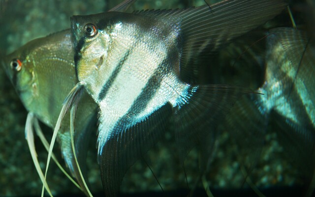 Skalar Brazil – Pterophyllum scalare | Klassischer Amazonas-Skalar aus Brasilien