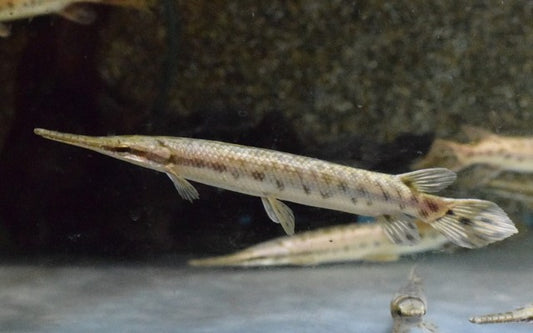 Gefleckter Knochenhecht (Lepisosteus oculatus)