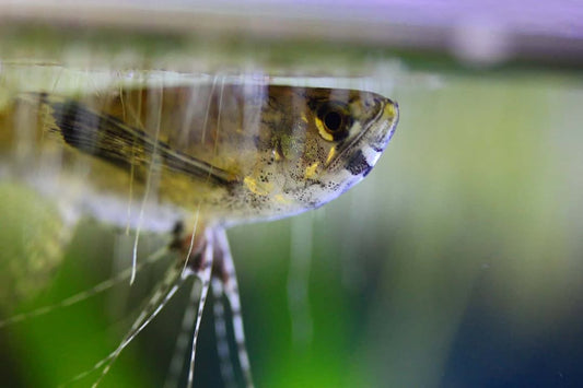 Afrikanischer Schmetterlingsfisch (Pantodon buchholzi)