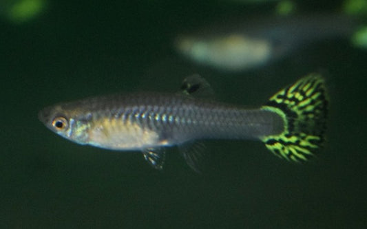 Guppy Snakeskin Grün – Poecilia reticulata W 2,5–3 cm | Elegante Zuchtform mit grünem Schlangenmuster
