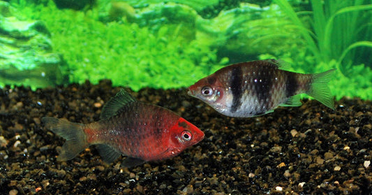Purpurkopfbarbe – Pethia nigrofasciata M 3–3,5 cm | Farbenprächtiger Schwarmfisch aus Sri Lanka