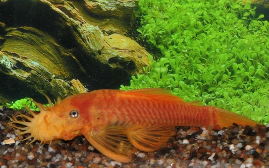 Ancistrus L144 Gelb – Ancistrus sp. | Goldgelber Algenfresser mit blauen Augen