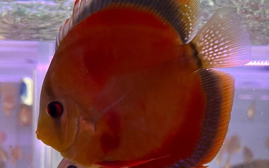Diskus Rot Türkis – Symphysodon aequifasciatus ‘Red Cover’ | Leuchtend rote Zuchtform