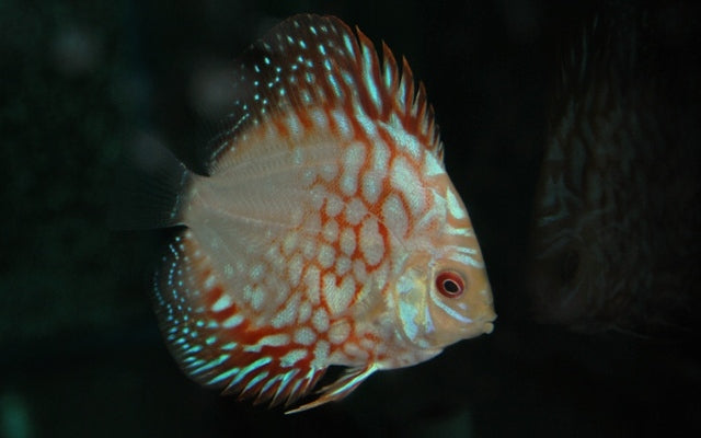 Diskus Red Map – Symphysodon aequifasciatus ‘Red Map’ | Seltene, farbintensive Zuchtform